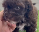 Havapoo Puppies For Sale Simply Southern Pups